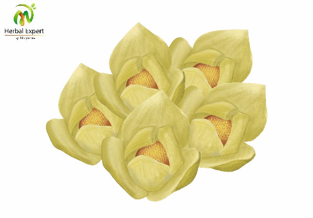 <p>นมแมว</p>
