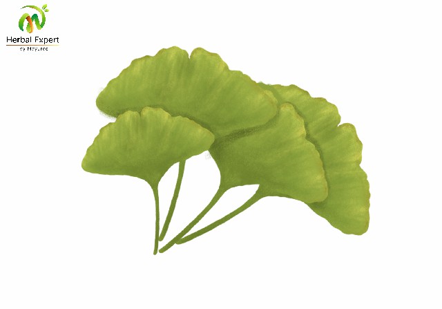 <p>แปะก๊วย (ginkgo)</p>
