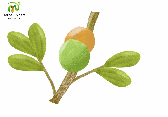 <p>มะหาด (ขนุนป่า; Lakoocha)</p>
