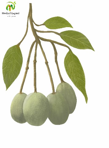<p>กุ่มน้ำ</p>

