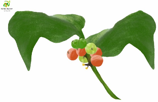 <p>เขยตาย</p>
