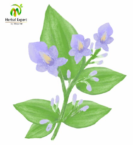 <p>คนทีสอ</p>

