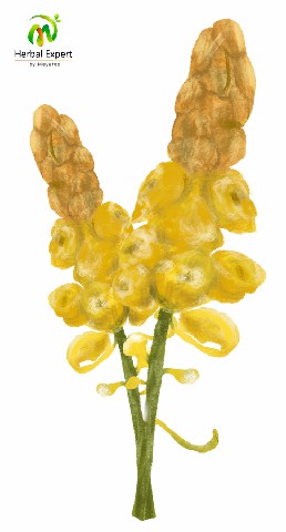 <p>ชุมเห็ดเทศ</p>
