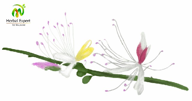 <p>ชิงชี่</p>
