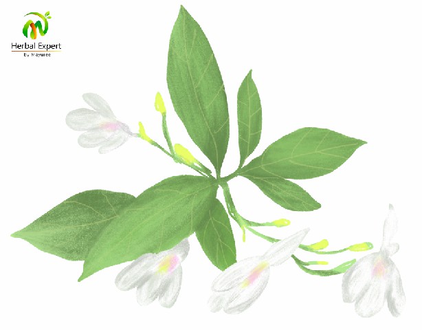 <p>ทองพันชั่ง</p>
