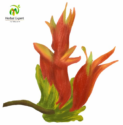 <p>พญายอ (เสลดพังพอนตัวเมีย)</p>
