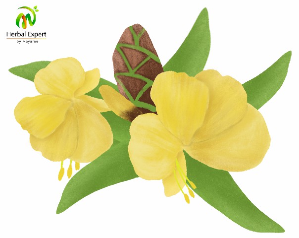 <p>เสลดพังพอนตัวผู้</p>
