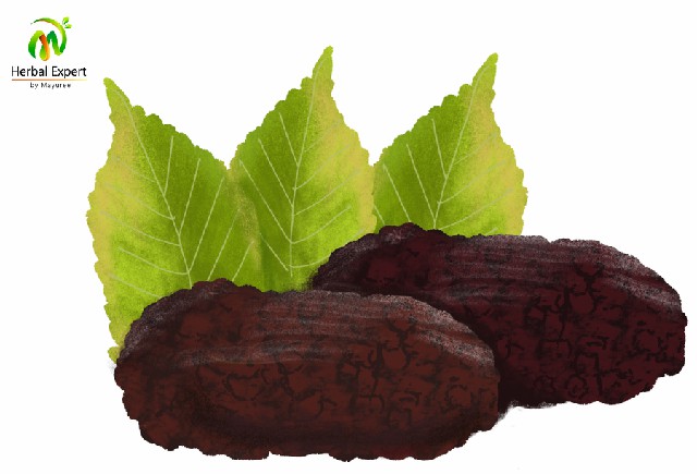 <p>หม่อน</p>
