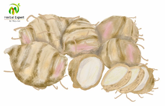 <p>แก่นตะวัน (artichoke)</p>
