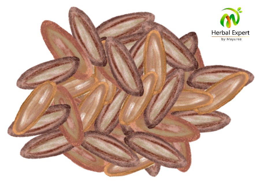 <p>เทียนเกล็ดหอย (Psyllium Husk)</p>
