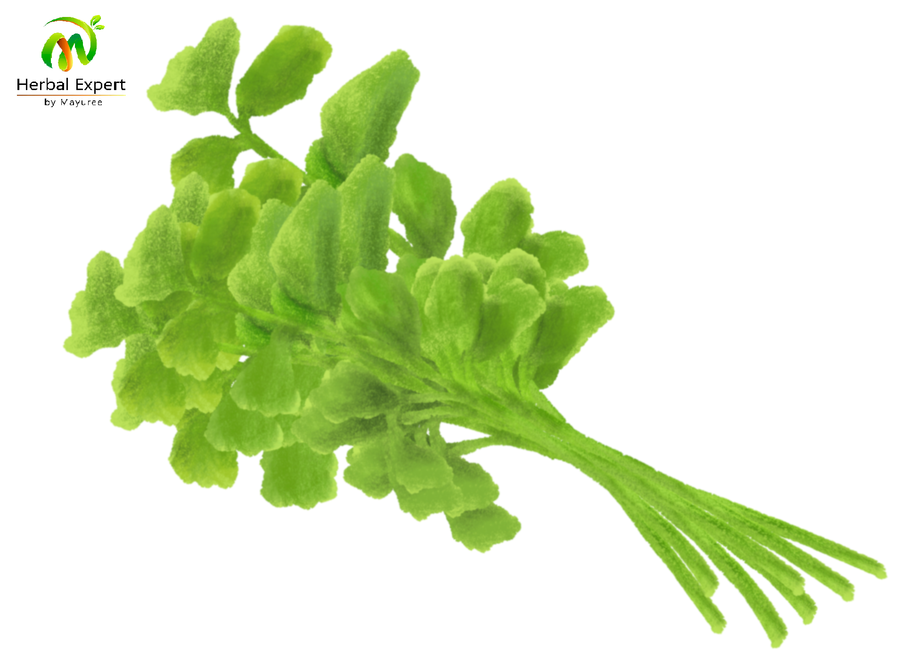 <p>ขึ้นฉ่าย (celery)</p>

