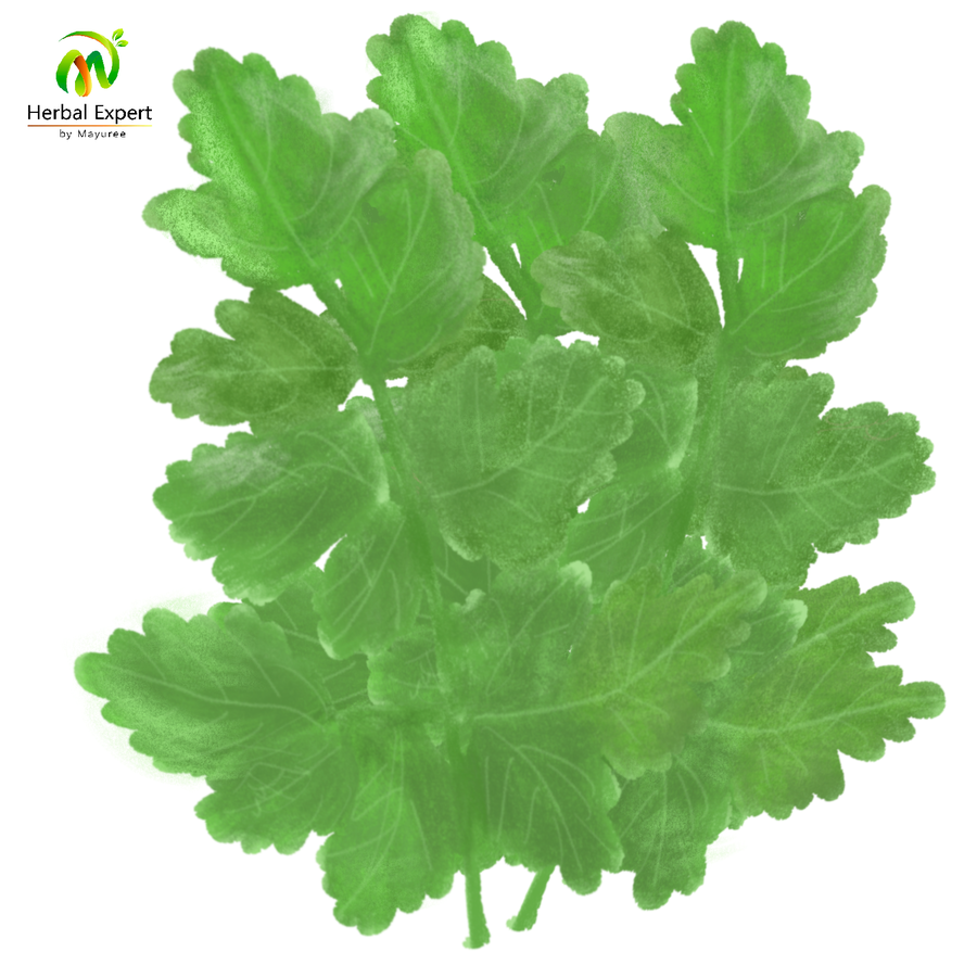 <p>ผักชีล้อมฝรั่ง (fennel)</p>
