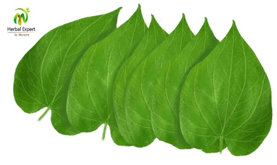 <p>พลู</p>
