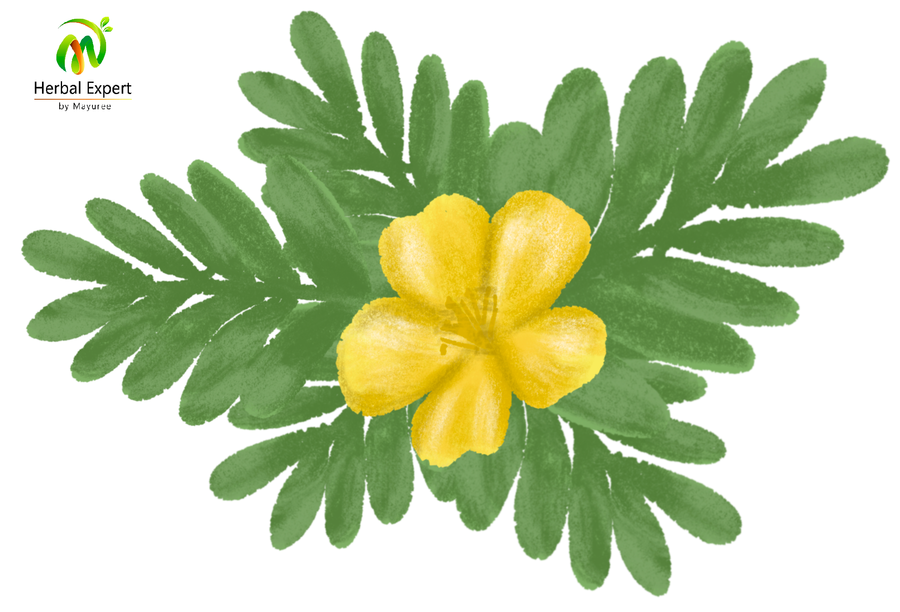 <p>โคกกระสุน หรือ หนามกระสุน (tribulus)</p>
