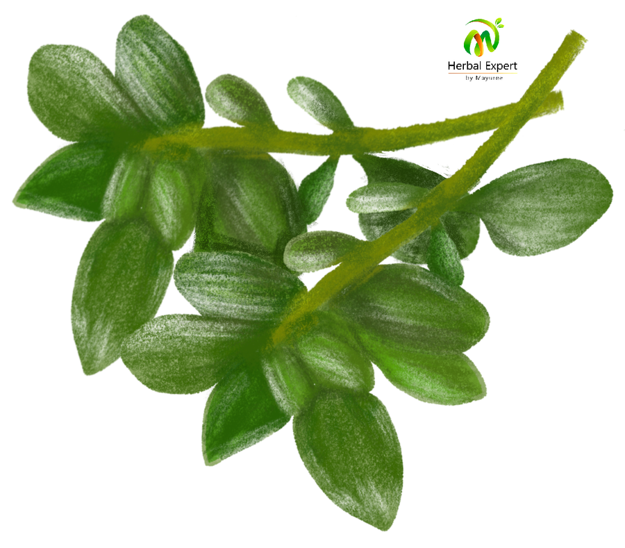 <p>ไธม์ (thyme)</p>
