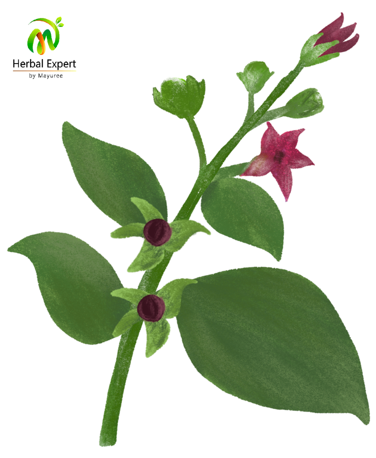 <p>เบลลาดอนน่า (belladonna)</p>
