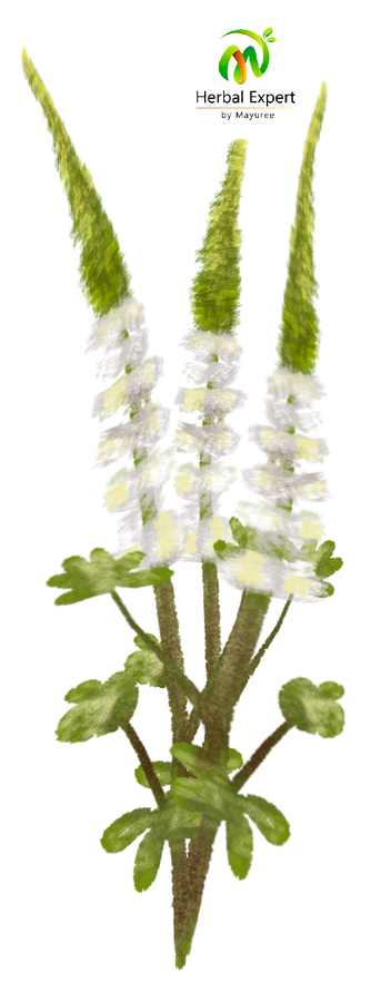 <p>แบลคโคฮอช (black cohosh)</p>
