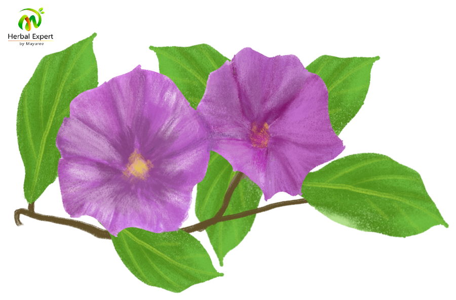 <p>ผักบุ้งทะเล</p>
