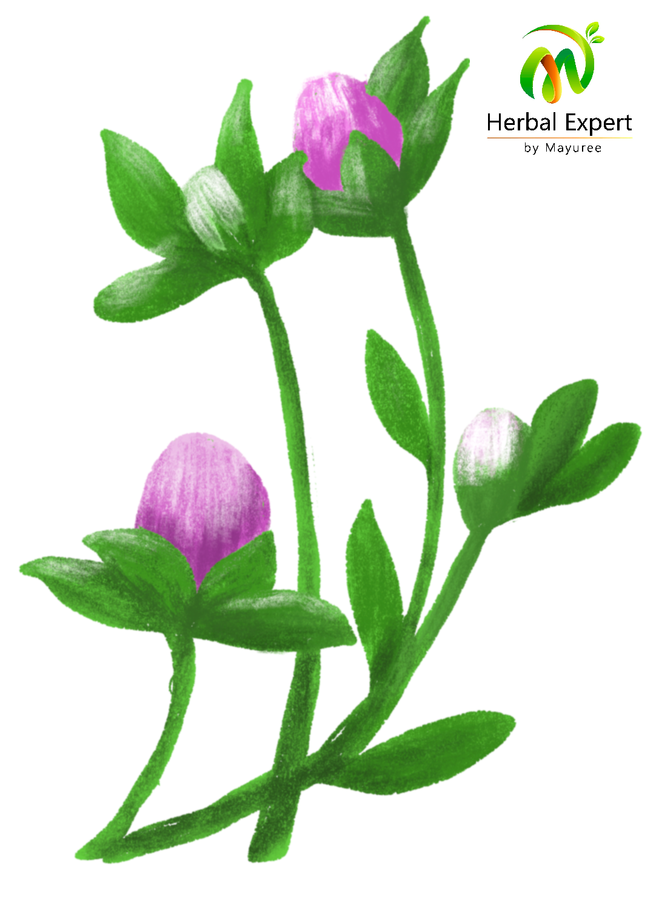 <p>เรดโคลเวอร์ (red clover)</p>
