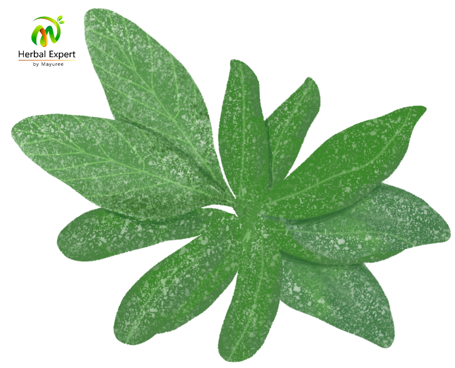 <p>เสจ (sage)</p>
