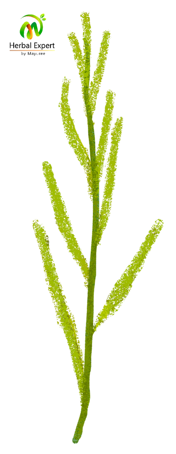 <p>หญ้าไทร</p>

