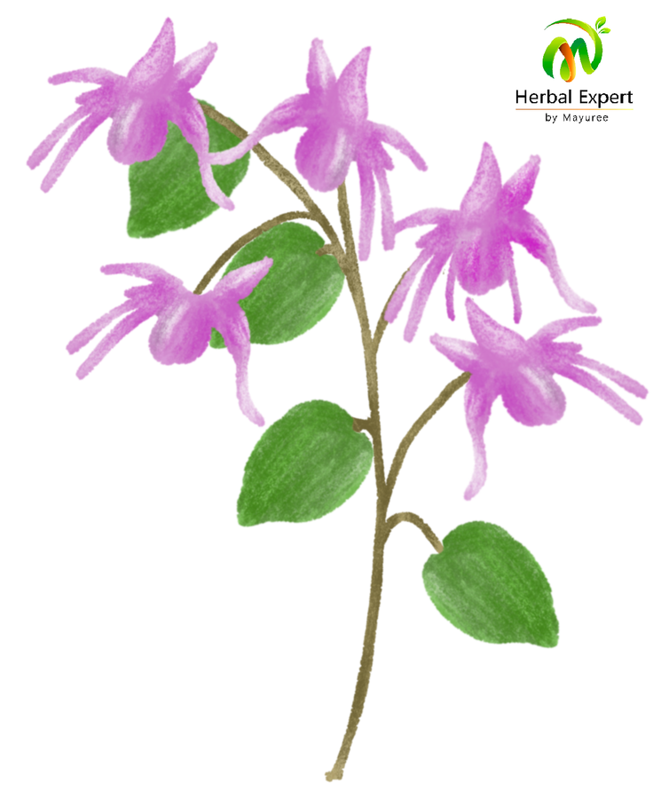 <p>หญ้าแพะหงี่ (horny goat weed หรือ icariin)</p>
