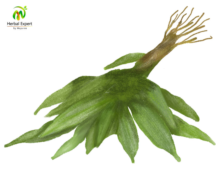 <p>หญ้าฮี๋ยุ่ม หรือ หญ้ารีแพร์</p>
