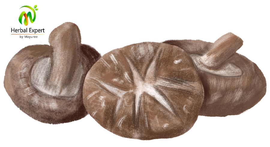 <p>เห็ดชิตาเกะ (shitake)</p>
