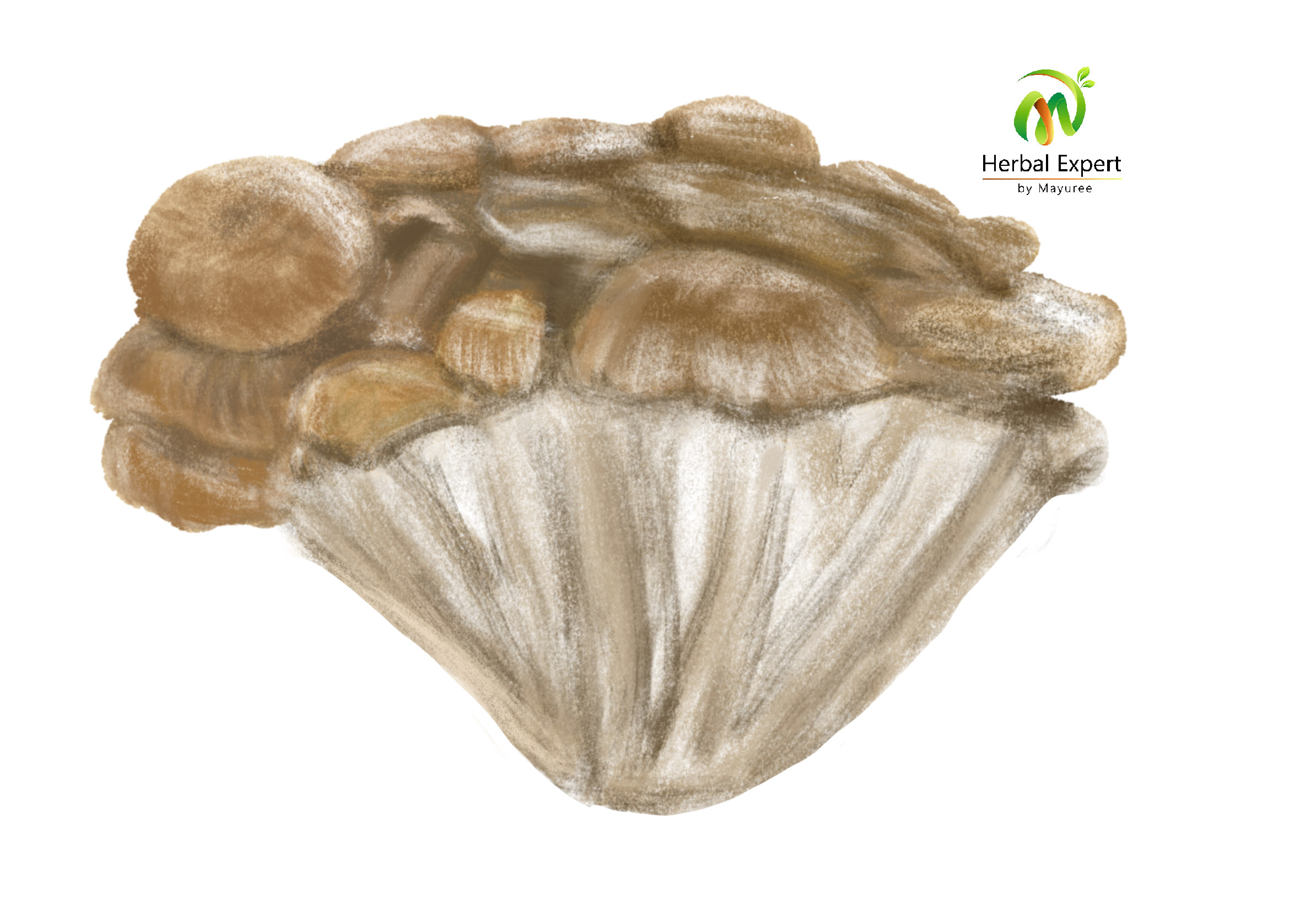 <p>เห็ดไมตาเกะ (maitake)</p>
