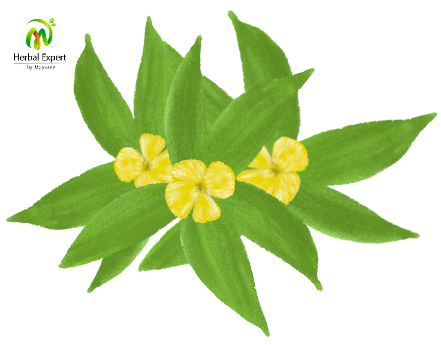 <p>แดมเมียนา (damiana)</p>
