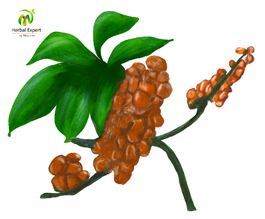<p>กัวรานา (guarana)</p>
