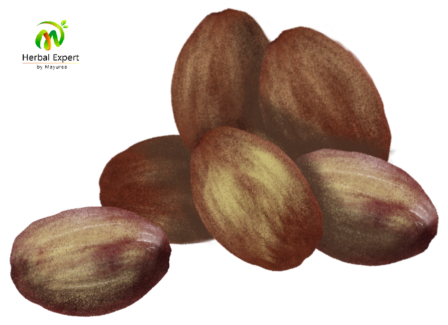 <p>พุทราจีน (jujube)</p>
