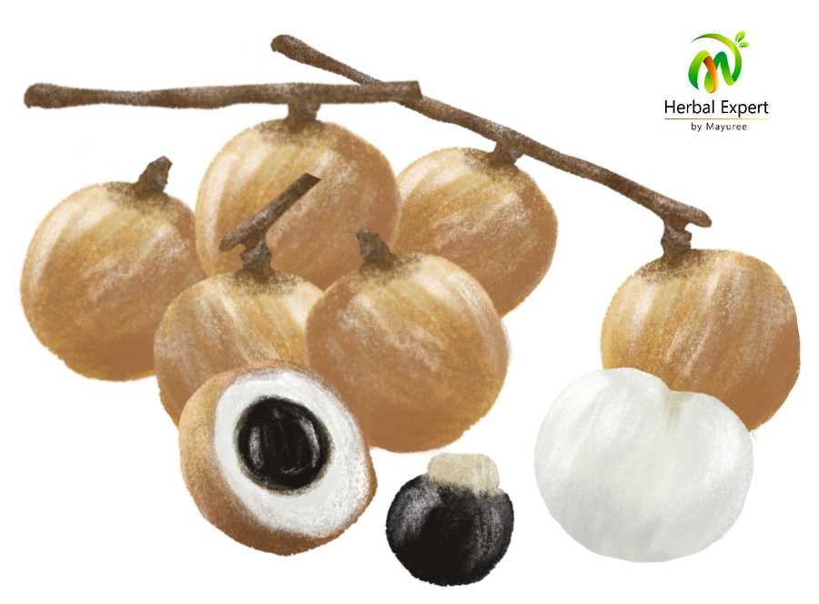 <p>ลำไย (longan)</p>
