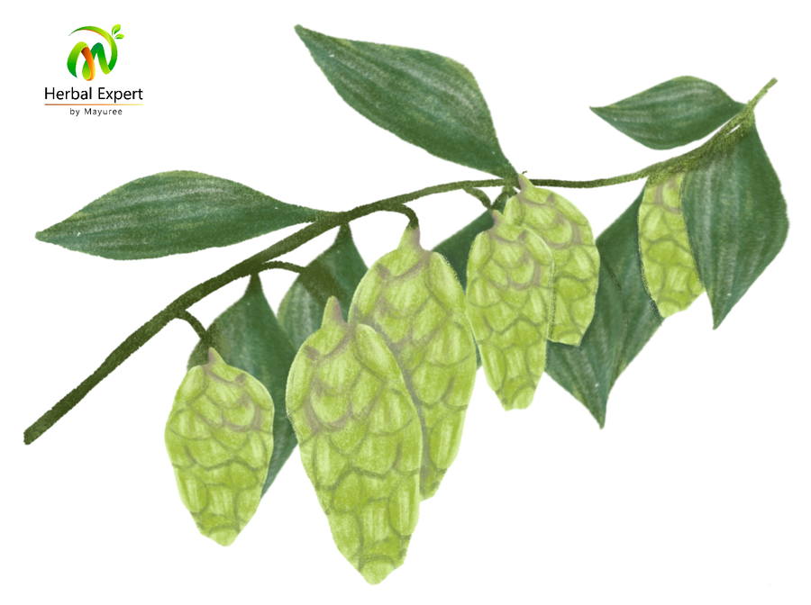 <p>ฮอปส์ (hops)</p>
