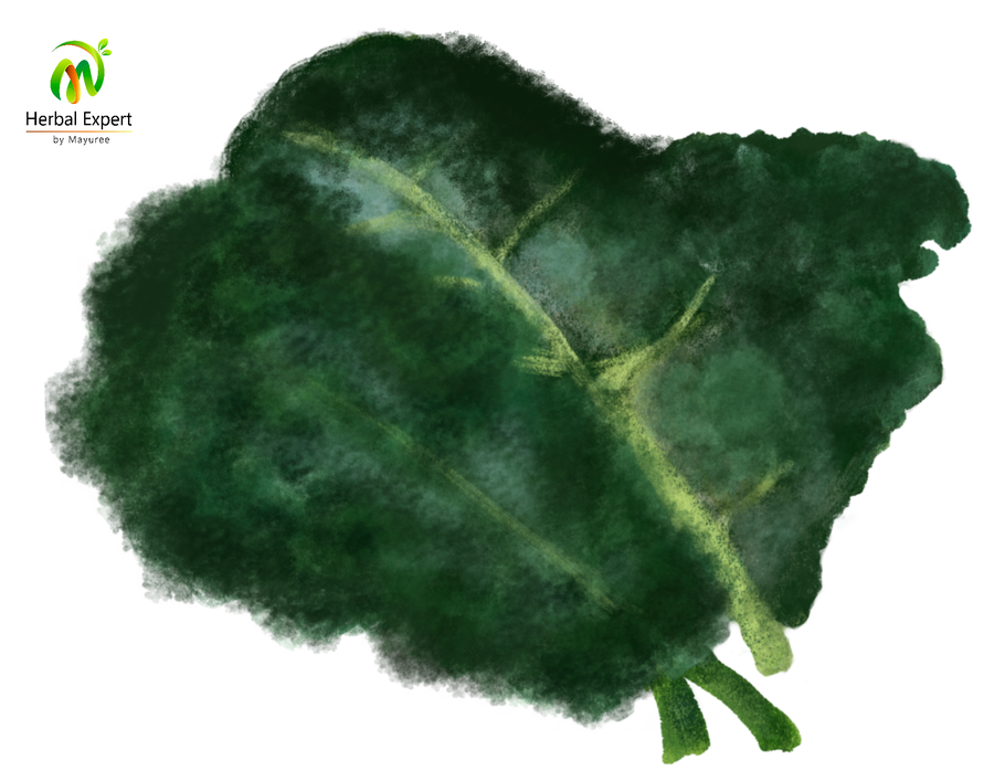 <p>ผักเคล (Kale)</p>
