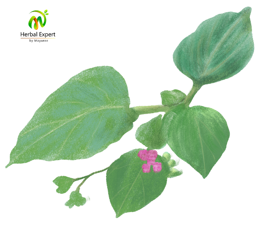 <p>ผักขมหิน (ผัดโขมหิน)</p>

