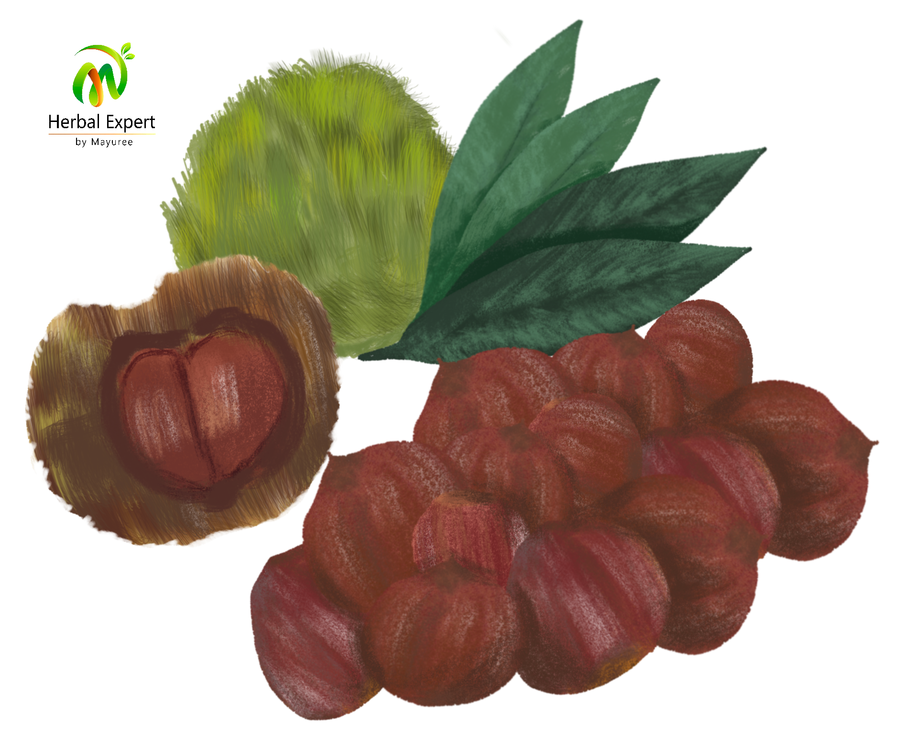 <p>เกาลัด (chestnut)</p>
