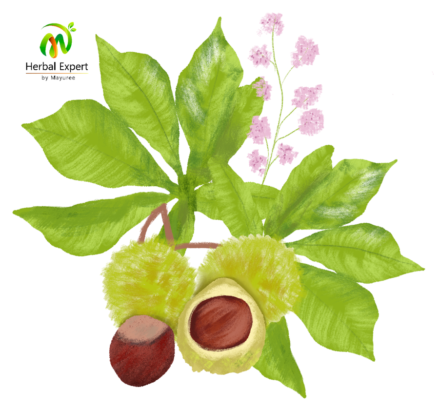 <p>เกาลัดม้า (Horse chestnut)</p>
