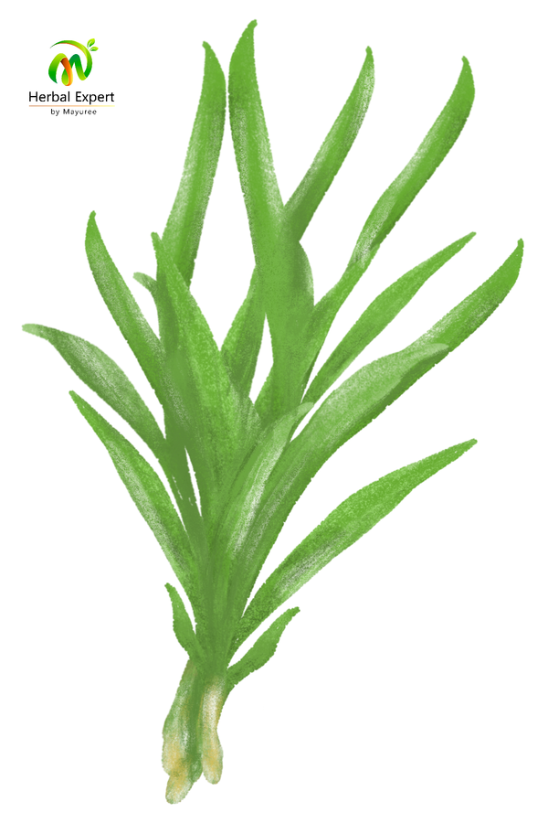 <p>ใบเตย (เตยหอม)</p>
