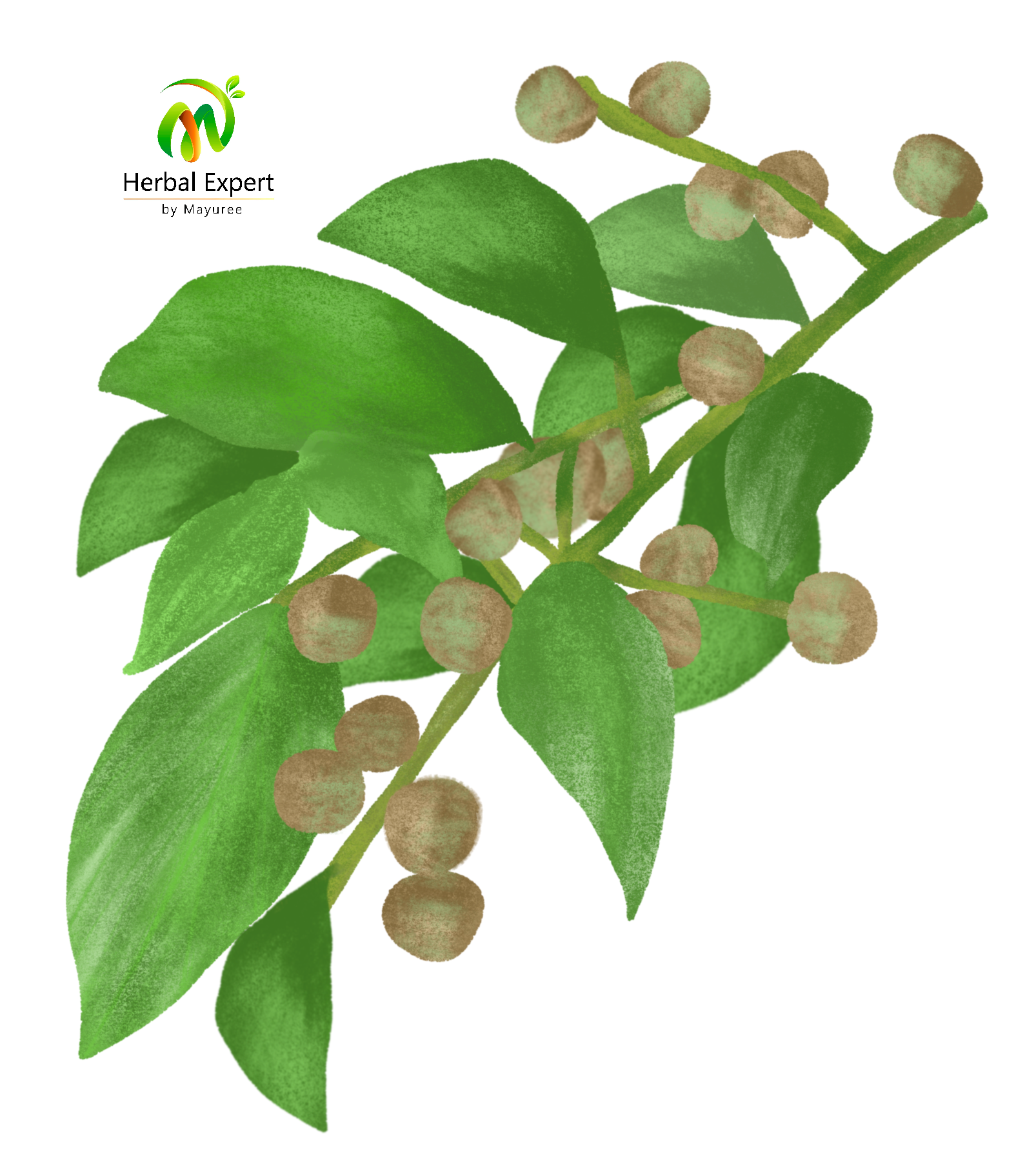<p>โปร่งฟ้า</p>
