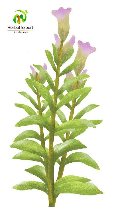 <p>ผักแขยง</p>
