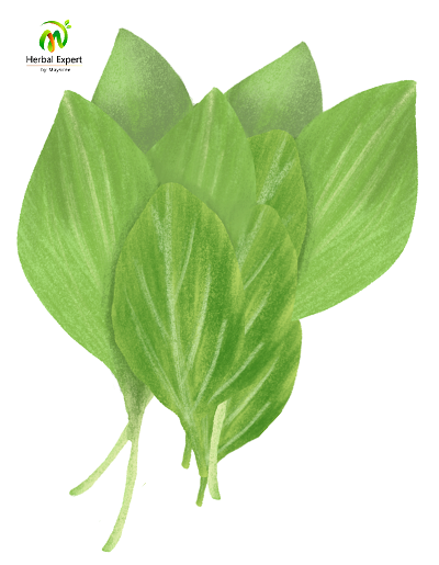 <p>ผักโขม</p>
