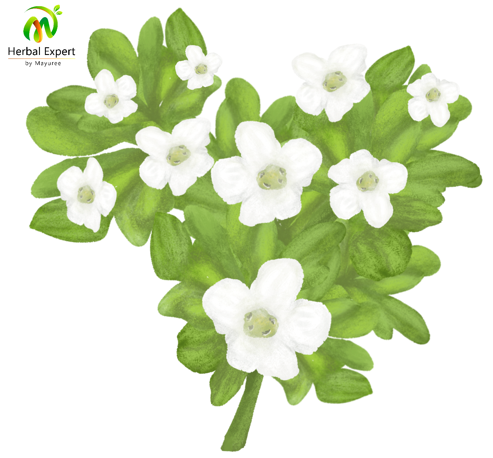 <p>พรมมิ</p>
