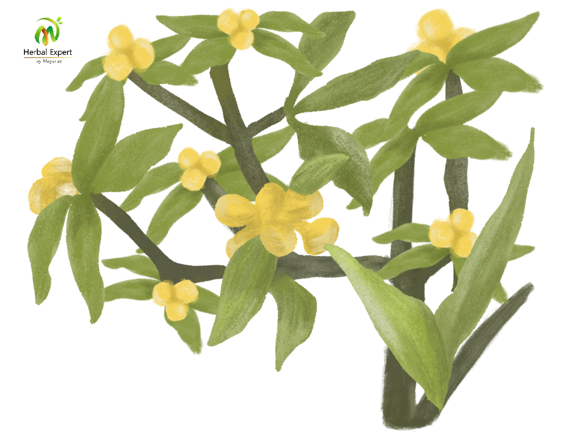 <p>ชะมวง</p>
