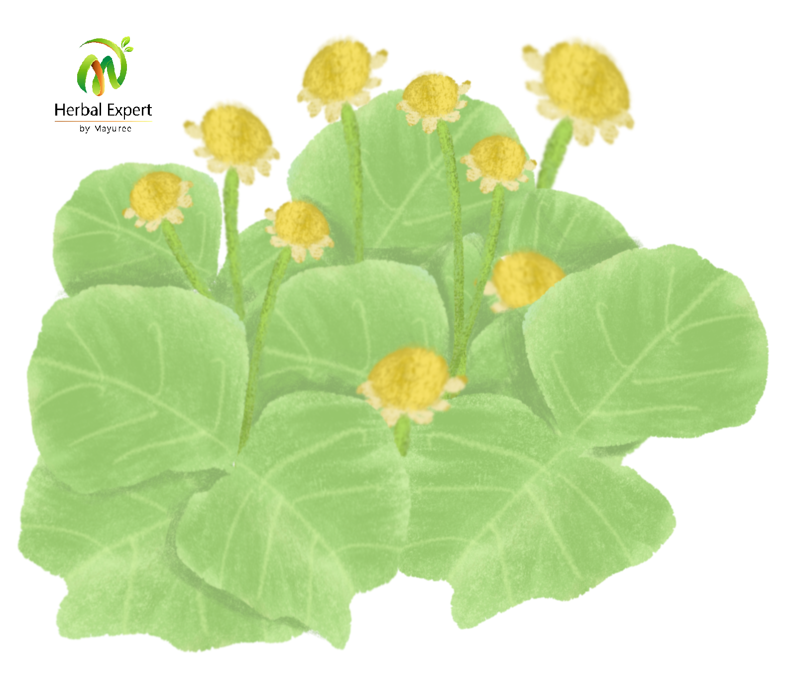 <p>ผักคราด</p>
