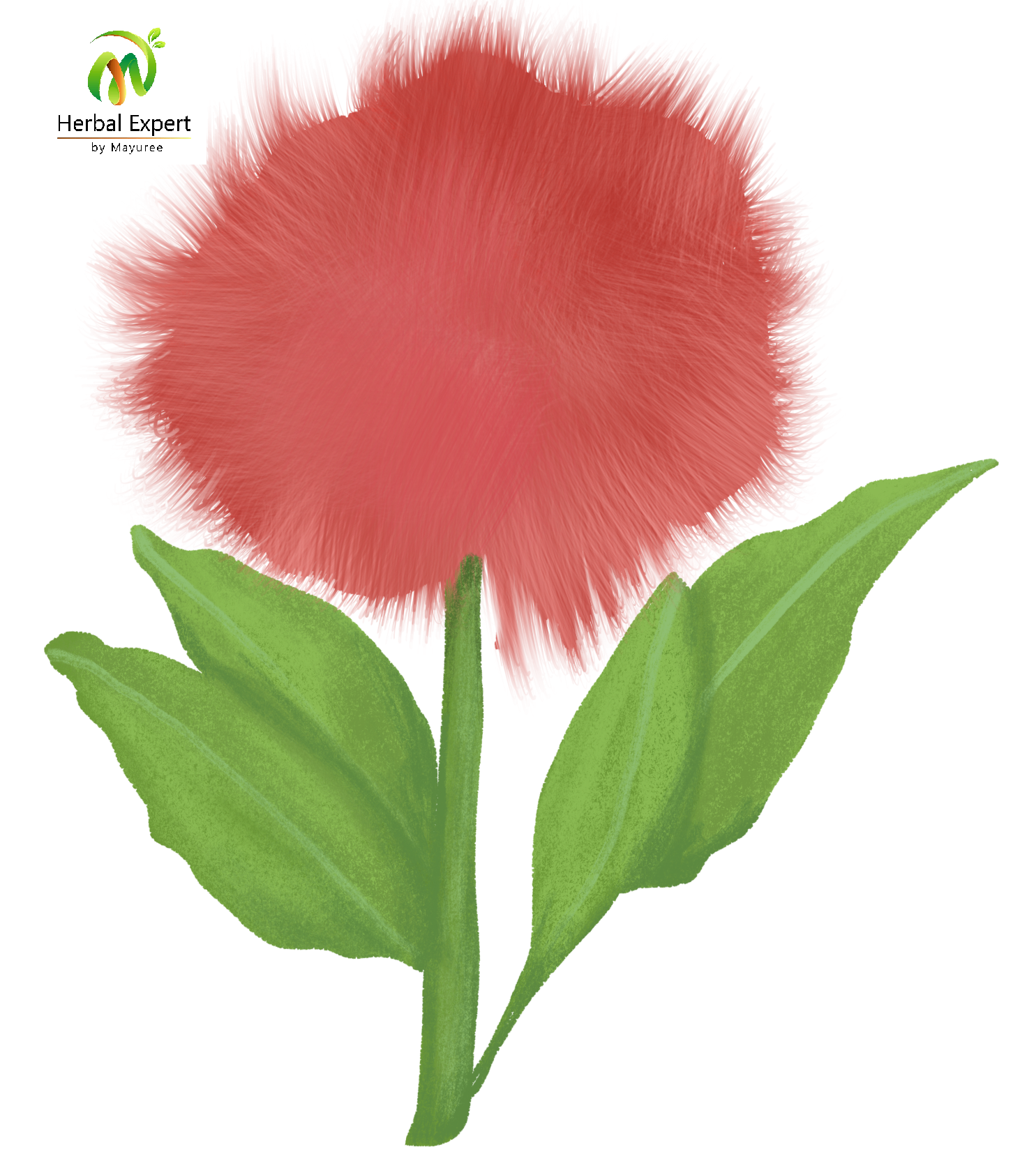 <p>ว่านแสงอาทิตย์</p>
