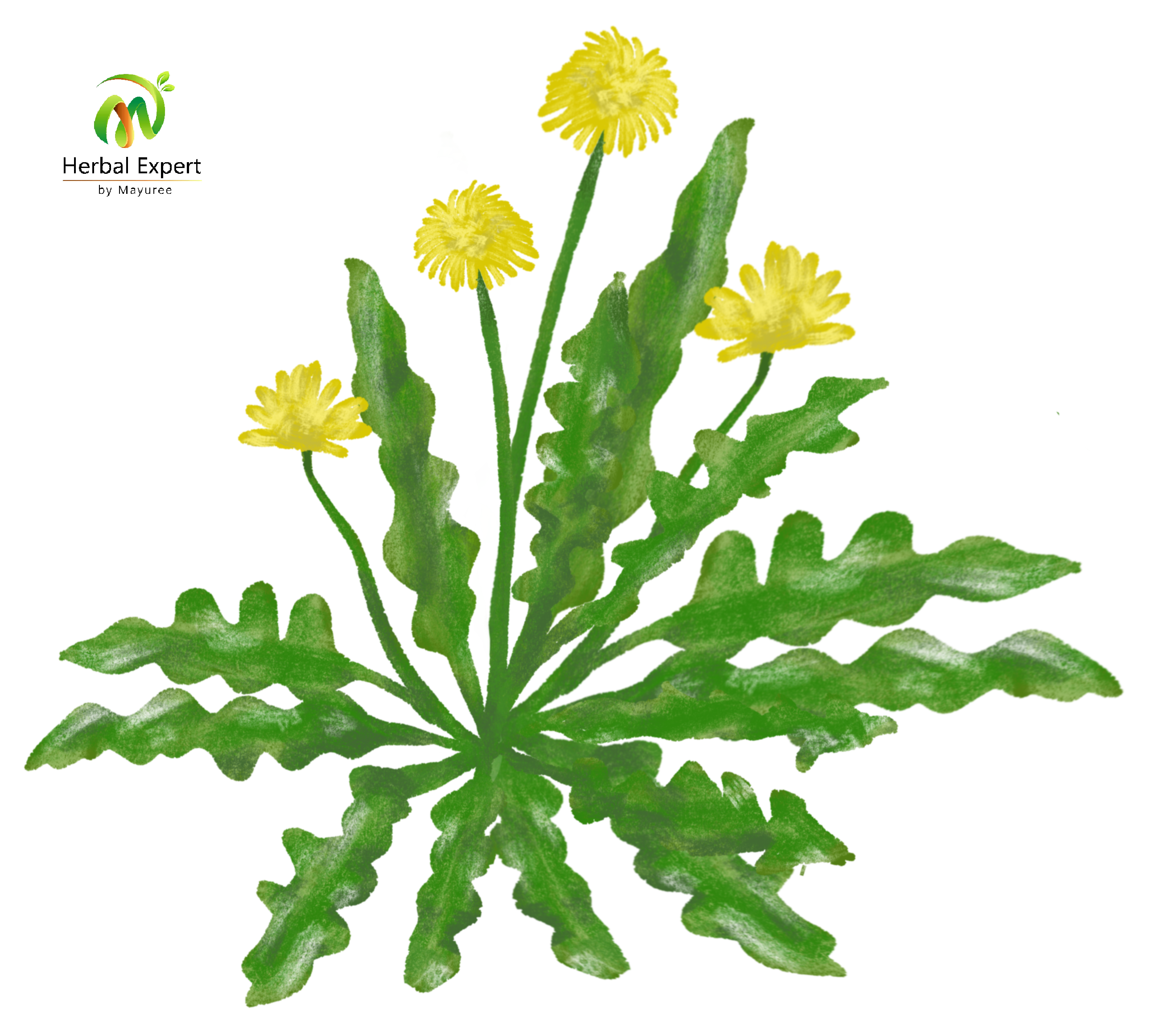 <p>แดนดิไลออน (dandelion)</p>
