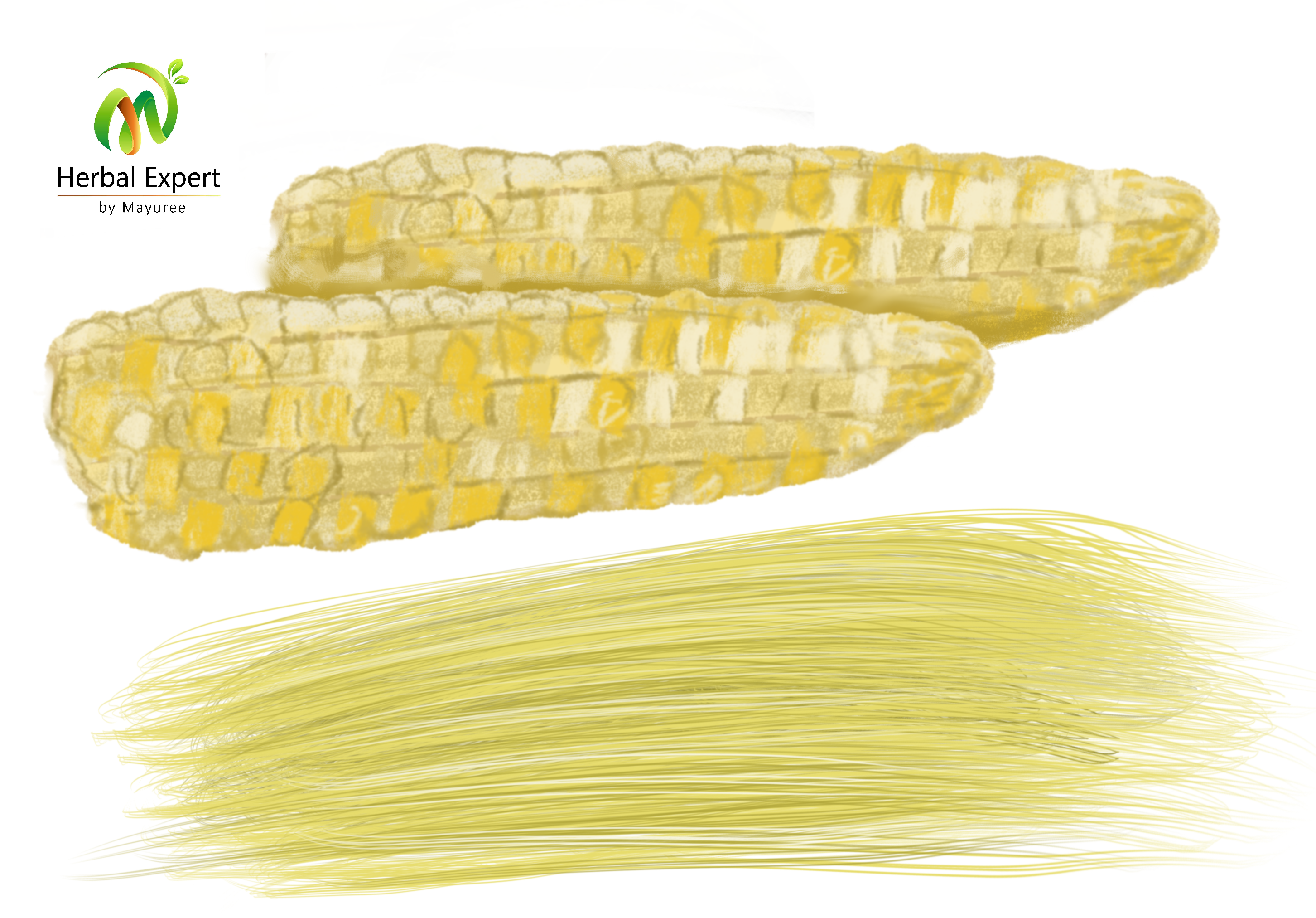 <p>ไหมข้าวโพด (corn silk)</p>

