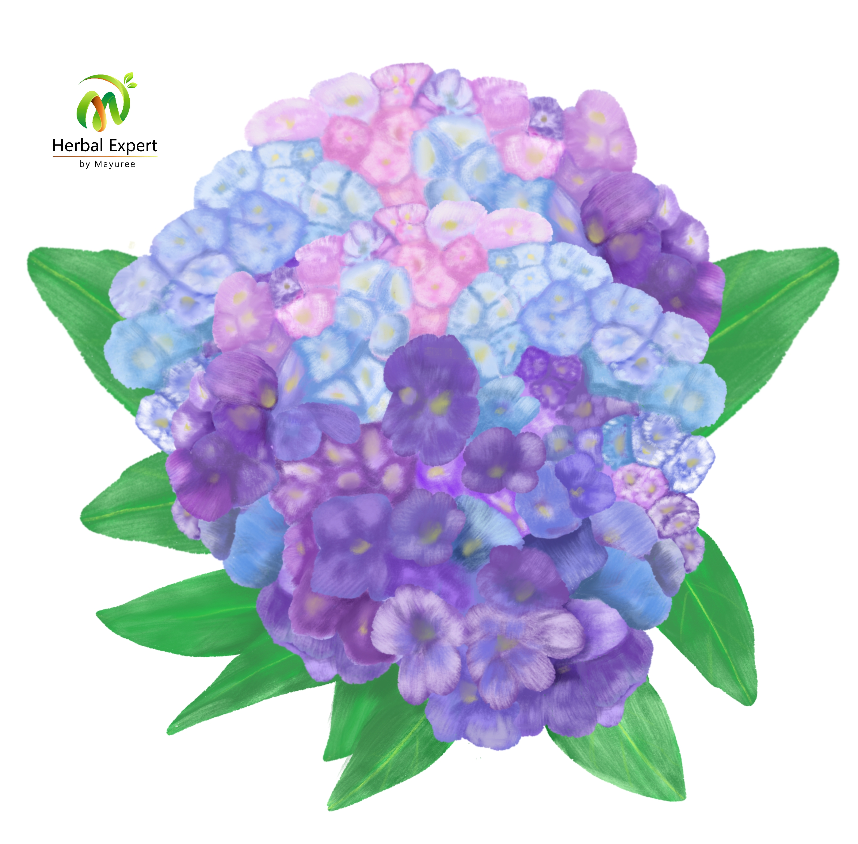 <p>ไฮเดรนเยีย</p>
