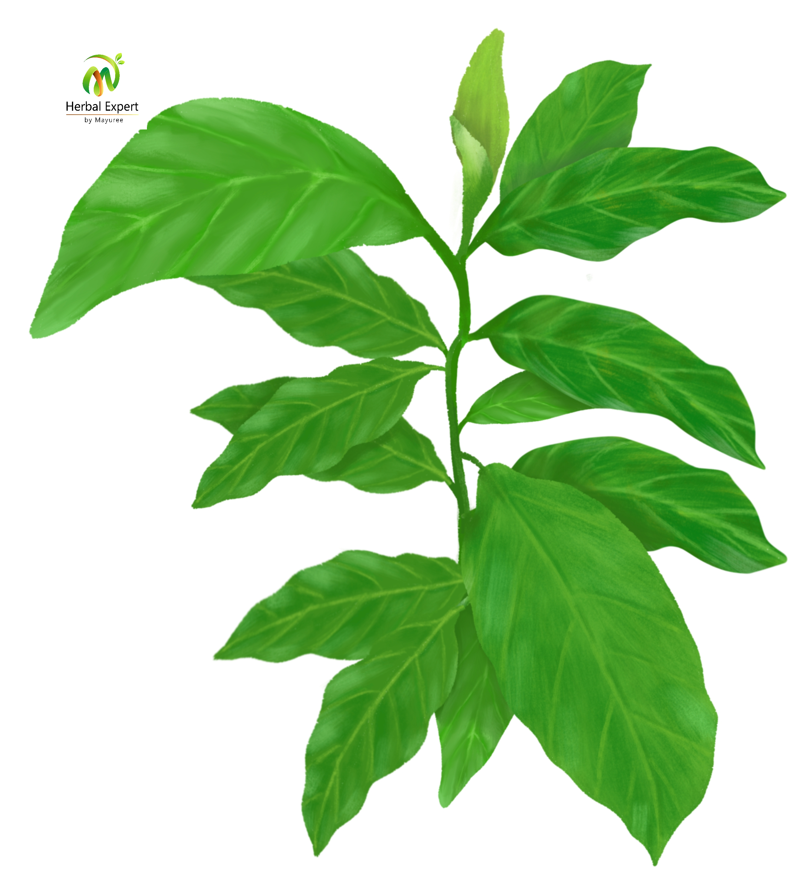 <p>ก่ายกอม (พญาล้างไต)</p>
